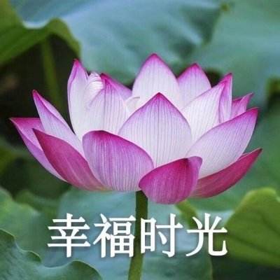7723赛尔号超级英雄游戏下载